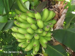 'Dwarf Cavendish' banana