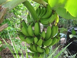 Immature banana bunch