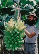 FHIA-01 bunch being weighed in Australia.