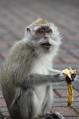 Monkey with banana