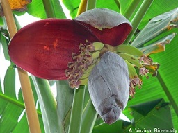 Developing fruit