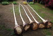 Naked banana plants