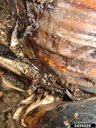 Banana Root Borer Damage