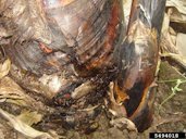 Banana Root Borer damage