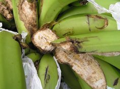 Rat feeding injury to unripe banana fruits