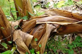 Lightning injury to banana plants at a farm near Hilo, Hawaii