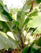 Boron deficiency of banana