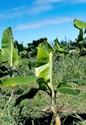 Calcium deficiency. Symptom: Yellow stripes perpendicular to leaf veins