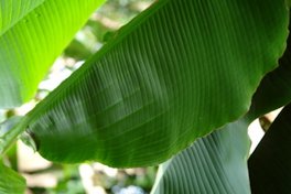 Early foliar symptoms (yellow stripes parallel to leaf midrib)