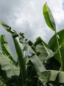 Deformed, curled leaf blades at the apical meristem