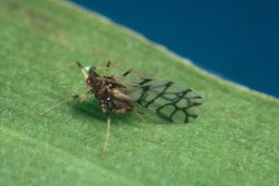 Winged (alate) banana aphid (Pentalonia nigronervosa), vector of banana bunchy top virus (BBTV)