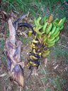 Panama wilt of banana