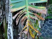 Banana: Black leaf streak aka Black Sigatoka