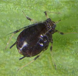 Adult banana aphid (Pentalonia nigronervosa)