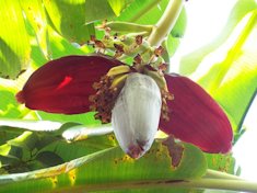 'Ice Cream' male flower