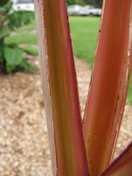 Winged reddish petiole