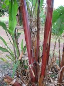 Red base of trunk