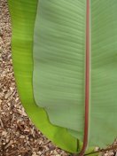 Leaf underside with deep red vein