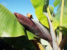 Flower emerging