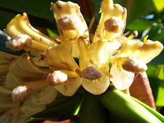 Female flowers