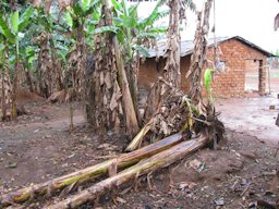 Banana Toppling Disease Caused by Burrowing Nematodes