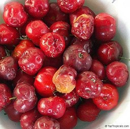 Bowl of Barbados cherries