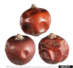 Bignay (Antidesma bunius) fruit(s)