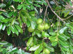 Black Sapote Diospyros nigra, Yucatan, Mexico