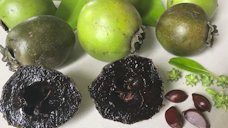 Black sapote