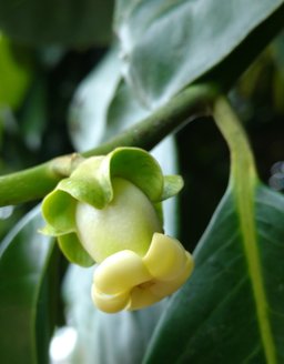 Black Sapote Diospyros nigra, Tuxpan, Veracruz, México