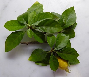 Leaves and fruit