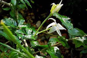 Flowers and leaves