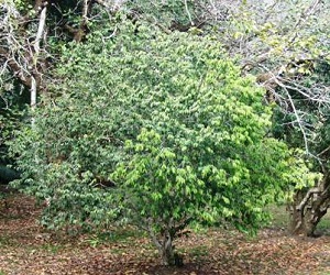 A tree of blue grape