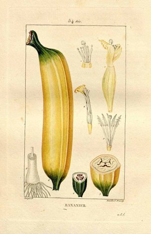 Musa paradisiaca L.