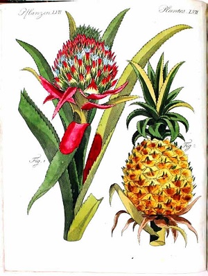 Botanical print