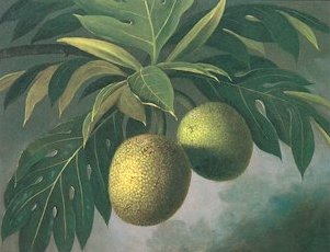 Breadfruit