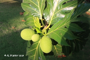 Fruit growing