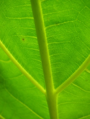 Artocarpus altilis (Ulu, breadfruit). Leaf veins. Kahanu Gardens NTBG Kaeleku Hana, Maui, Hawaii