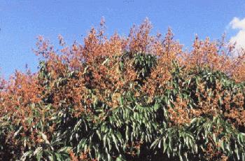 'A Brewster' Tree in Full Bloom