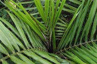 The spear leaf of this seedling palm has already died due to a bud rot pathogen. While the surrounding leaves appear healthy, the bud (apical meristem) of this palm has already rotted, and no new growth will occur