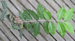 Bunchosia glandulifera miscalled B. argentea same plant 8 months later, May 30, 2011