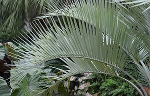 Butia odorata leaf