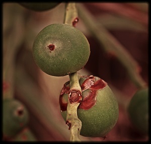 Jelly Palm fruit