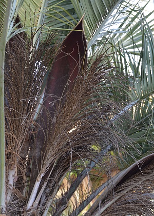 Butia odorata fruit stalks