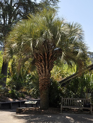 Butia odorata tree