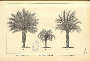 Butia capitata (Mart.) Becc. [as Cocos odorata Barb. Rodr.]