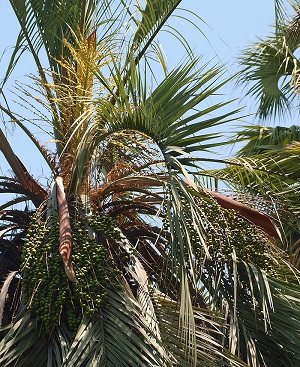 Butia odorata arching leaf