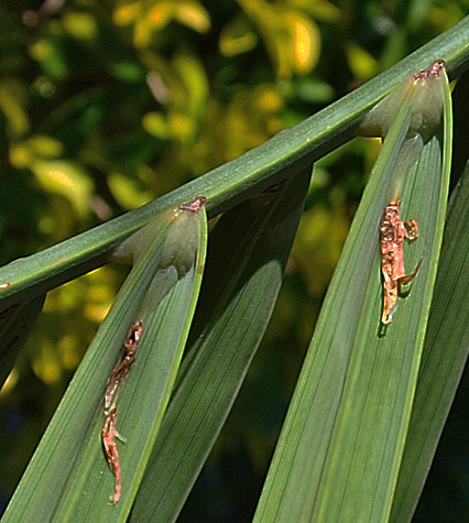 Ramenta visible on the underside