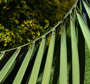 Butia odorata leaflet with ramenta visible on the underside (closer view)