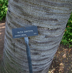 Butia odorata stem with leaf scars